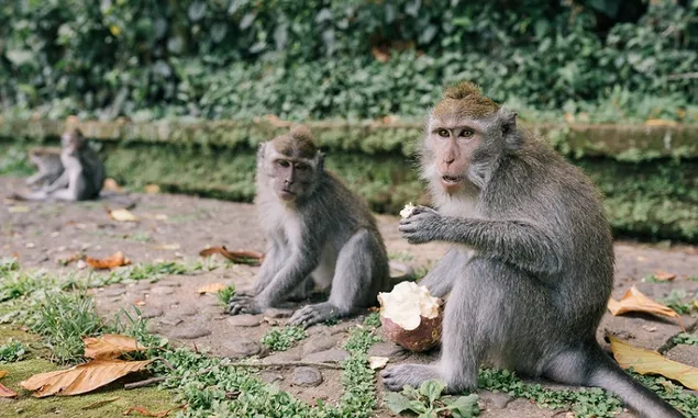  8 Arti Mimpi Dikejar oleh Monyet, Benarkah Akan Ada Orang Ketiga Dalam Hubungan Percintaan?