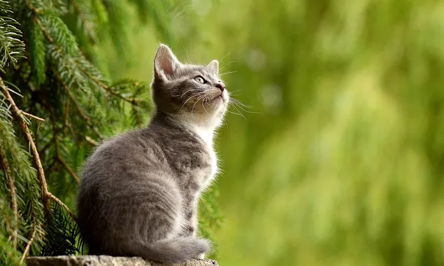 Sedang Didekati Kucing Saat Makan? Berikut 3 Tanda dari Tuhan yang Harus Kamu Ketahui