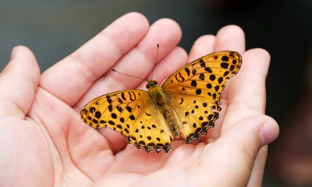 Ini Arti Pertanda Kupu - kupu Masuk Kedalam Rumah Menurut Primbon Jawa