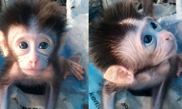 Yatim Piatu, Seekor Anak Monyet Ekor Panjang Dirawat Petani di Desa Saka Mangkahai Kapuas Barat