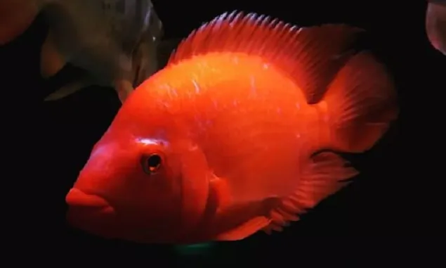 6 Fakta Ikan Red Devi atau Ikan Iblis Merah, Nenek Moyang Ikan Louhan yang Dilarang di Indonesia
