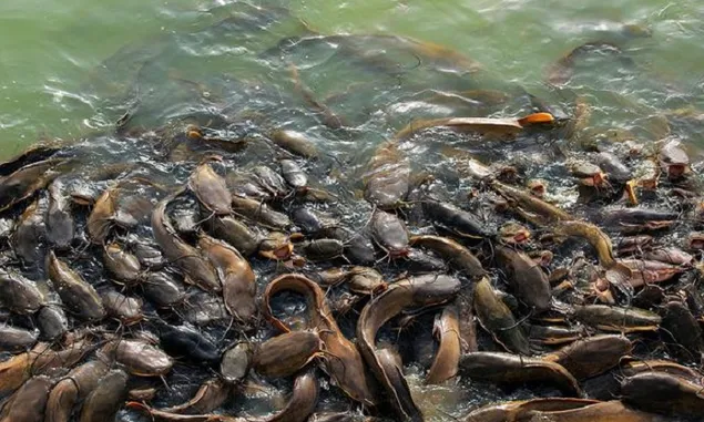Tips Mengolah Ikan Lele agar Bernilai Tinggi, Bos Lele Bandung Abah Ubed Bongkar Ide Bisnis Ini!