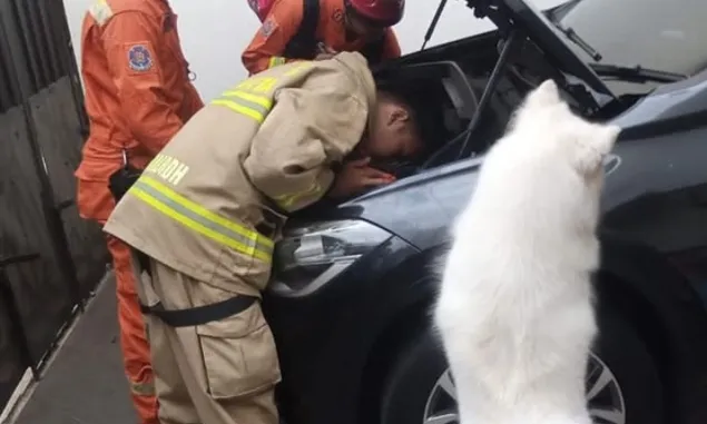 Viral! Anjing Milik Selebgram Sarah Gibson Selamatkan Nyawa Seekor Kucing yang Terjebak di Mobil