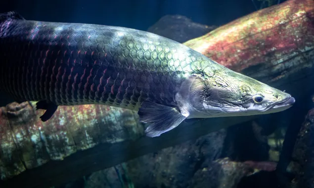 Inilah Arapaima Gigas, Ikan Predator dari Sungai Amazon dengan Berat bisa Mencapai 200 Kg