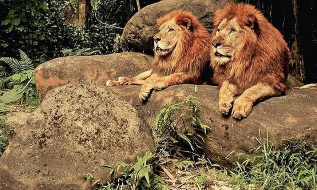 Interkasi Langsung Bersama Hewan dari Berbagai Negara di Taman Safari