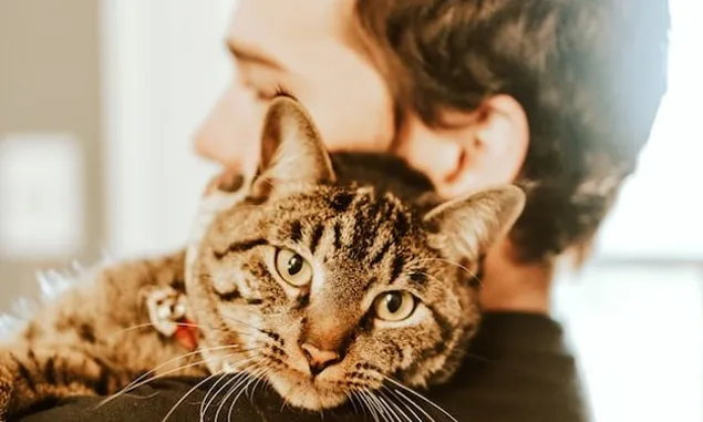 Kenali Empat Gerakan Ini, Kode Kucing Menyayangimu