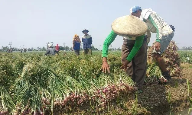 Tekan Harga Jual Melonjak, Pemkab Majalengka Akan Beri Subsidi kepada Petani Bawang