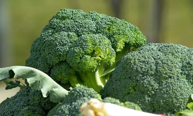 7 Manfaat Kesehatan Brokoli Untuk Anak, Mengandung Beberapa Kombinasi Vitamin dan Nutrisi