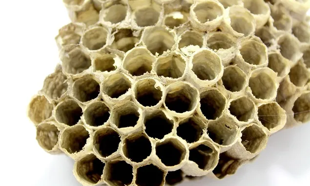3 Perbedaan Madu dan Propolis, Meskipun Keduanya Diproduksi Oleh Lebah