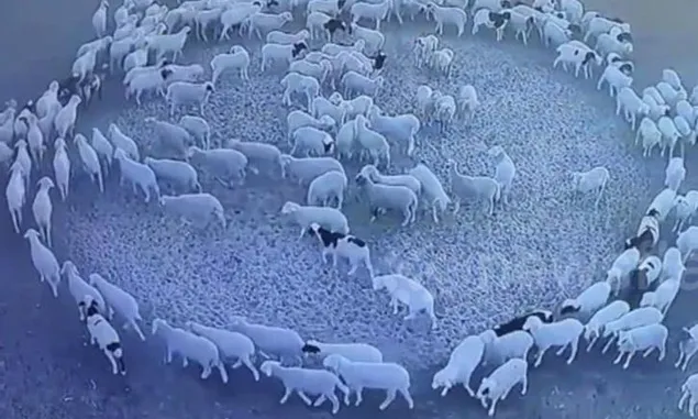 Menggemparkan, Sekawanan Domba di China Berjalan Membentuk Lingkaran Misterius Selama 12 Hari