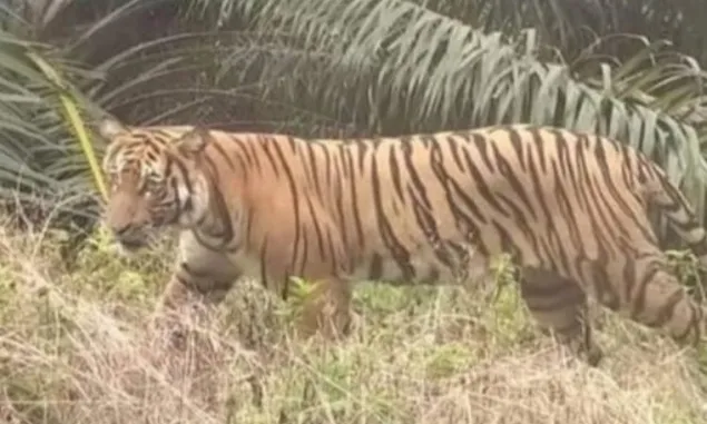 Waspada, Harimau Sumatra Berkeliaran di Kebun Sawit Wilayah Kabupaten Muratara Provinsi Sumsel