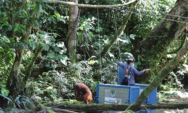 Dua Orangutan Dilepasliarkan di Kawasan Taman Nasional Betung Kerihun 