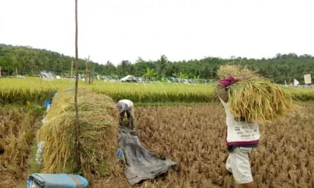 Petani di Lebak Mulai Panen Padi, KTNA Desak Kenaikan HPP Gabah