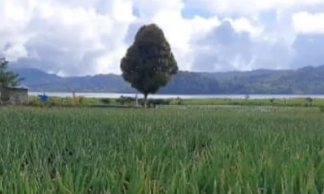 Mooat Smells of Heaven “Bau Surga” di Boltim Menujuh Wisata Holtikultura