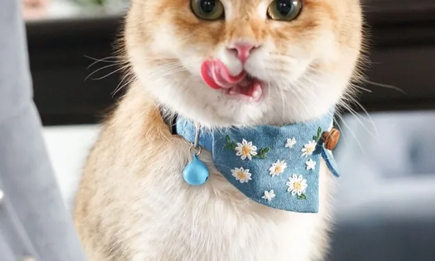 Jangan Berlebihan! Kenali Dulu Snack Kucing dan Manfaatnya Di sini yuk! 