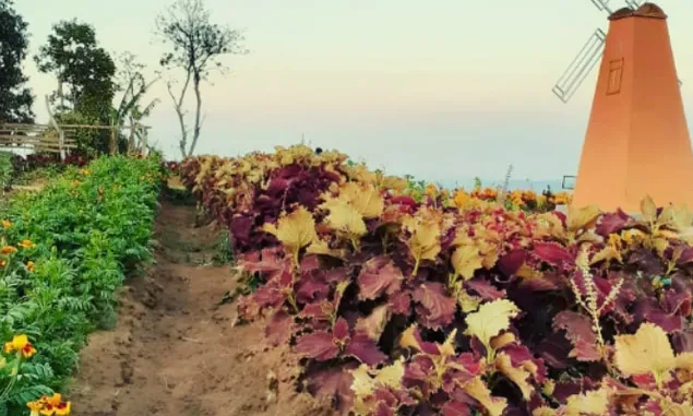 Mengenal Bunga Celosia Kuningan: Pesona Taman yang Memiliki Bunga dari Afrika