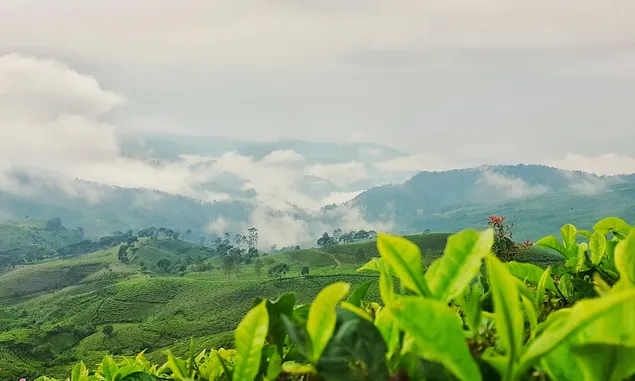 Pemandangannya Bikin Takjub! 5 Rekomendasi Wisata Kebun Teh di Jawa Timur ini Cocok untuk Healing Bareng Besti