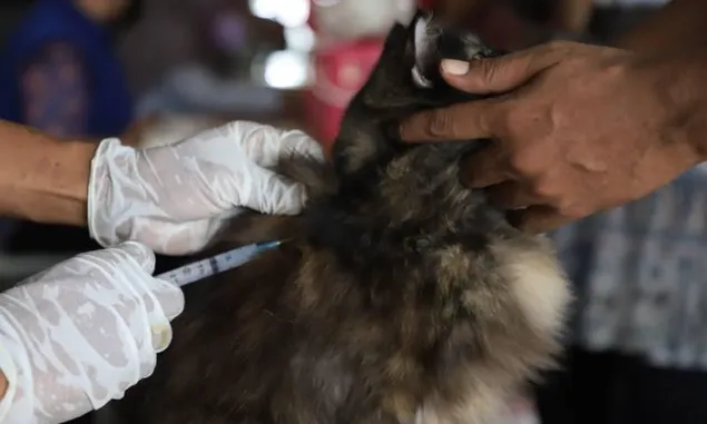 Jaga Kota Tangerang  Bebas Rabies, DKP Gelar Vaksinasi Rabies Gratis dengan Target 50 Hewan