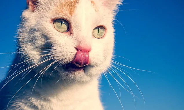 Melindungi Makanan Kucing dari Serangan Semut: Tips dan Trik yang Efektif