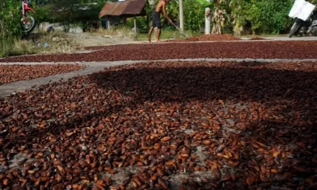 Ada Nusa Tenggara Timur, Berikut 10 Provinsi Penghasil Kakao Tertinggi di Indonesia
