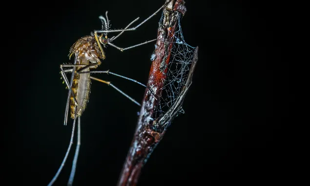 Benarkah Nyamuk ber-Wolbachia Membawa Virus LGBT ? Ini Penjelasannya
