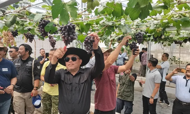 Jaya Grape Garden di Warung Jeruk, Kecamatan Tegalwaru, Menawarkan Keseruan Memetik Buah Anggur Sambil Edukasi