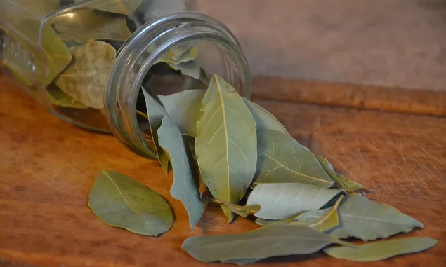 Manfaat daun salam bagi kesehatan tubuh