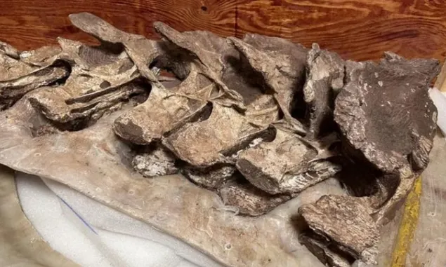 Fosil Berusia 90 Juta Tahun di China Adalah Spesies Dinosaurus Baru