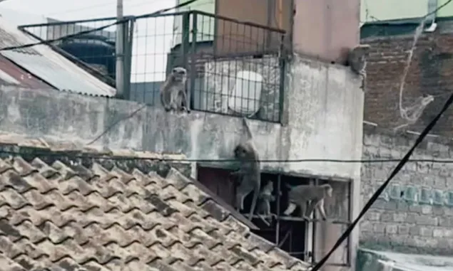 Geger Kawanan Monyet Berkeliaran di Atap Rumah Warga di Kawasan Coblong Bandung