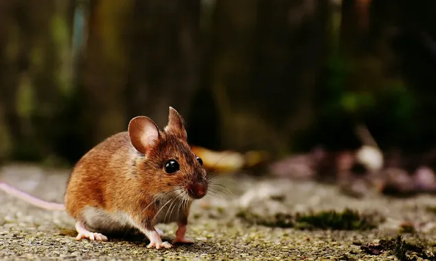 Basmi Tikus Tanpa Menyentuh, Ini Cara Meracik Ramuan Pamungkas