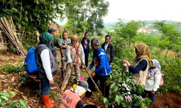Jelang Panen Kopi 2024 di Kabupaten Bandung, Serangan Hama Penggerek Batang Dikendalikan