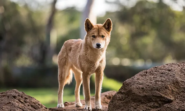 Misteri dan Keunikan Dibalik Dingo: Karnivora Legendaris Australia