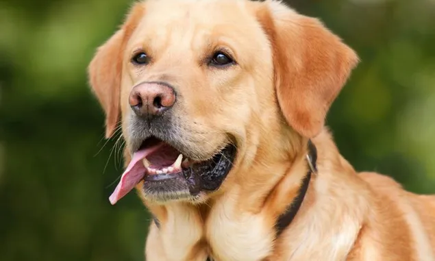 Anjing Labrador: Pendamping Setia dengan Hati Emas