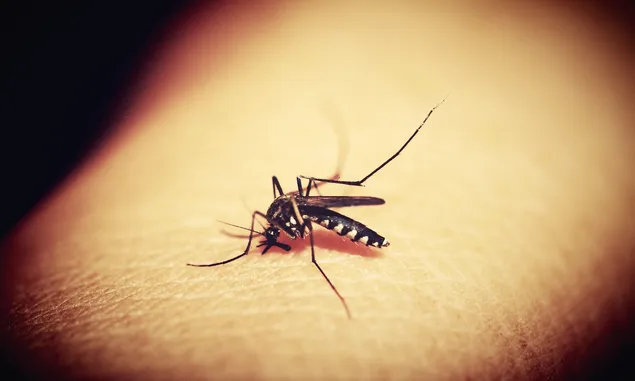 Cara Usir Nyamuk di Rumah Cukup dengan 5 Bahan Alami ini, Salah Satunya Bawang Putih