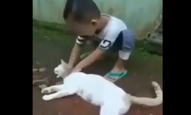 CEK FAKTA : Video Bocah Indonesia Pura-pura Sembelih Kucing Dinarasikan Keliru