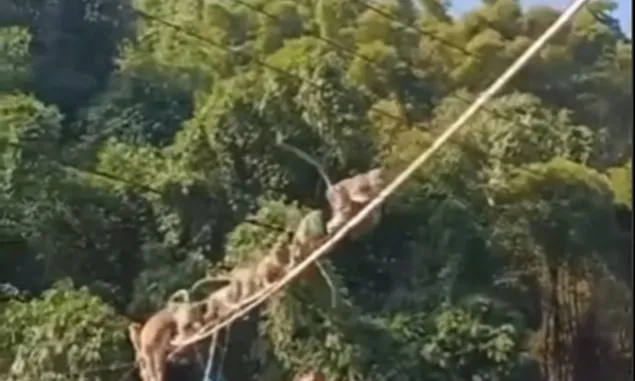 Muncul Kawanan Monyet di Sadu Soreang