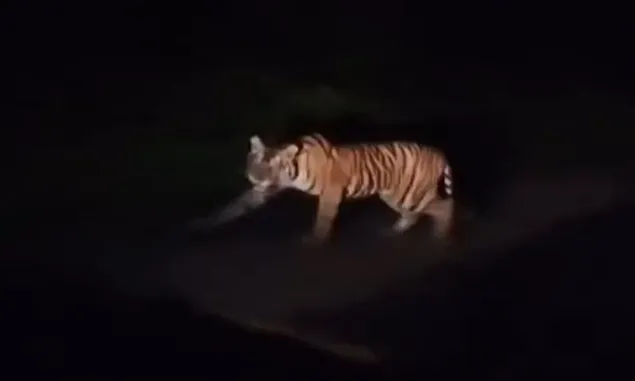 Harimau Sumatra Kembali Terekam Kamera Pengguna Jalan Lintas Barat Krui