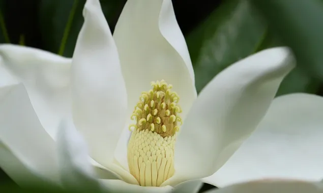 Aman bagi Ibu Hamil dan Menyusui, ini 4 Manfaat Bunga Magnolia untuk Kulit Lebih Sehat dan Cerah