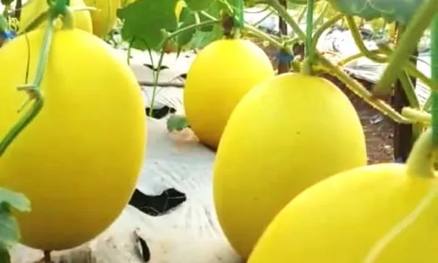 Di Libur Akhir Pekan, Ada 4.000 Pohon Melon yang Siap Panen di Wisata Petik Melon Agro Digital Tasikmalaya