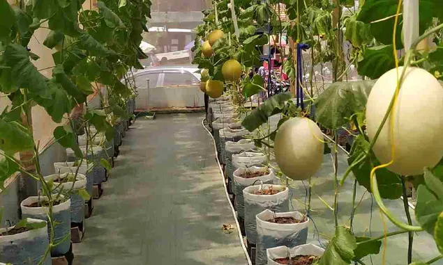 Sensasi Wisata Petik Buah Melon di Ciamis, Jadi Alternatif Mengisi Libur Idul Fitri 1445 H