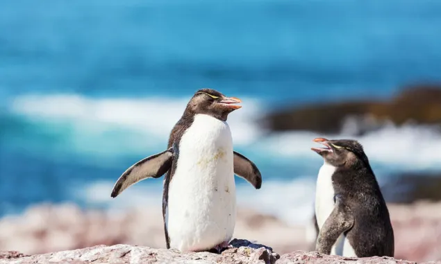 25 April Peringati Apa? Ini 6 Momen Global yang Dirayakan Hari Ini, Salah Satunya Ada ‘World Penguin Day’