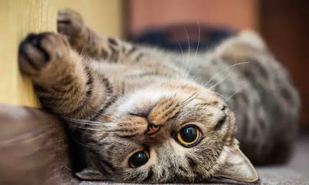 Menelusuri Fakta Tentang Warna yang Dapat Dilihat Oleh Kucing Kesayangan