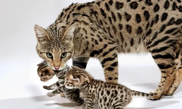 Kucing ashera, salah satu spesies kucing yang paling eksotis dan langka di dunia