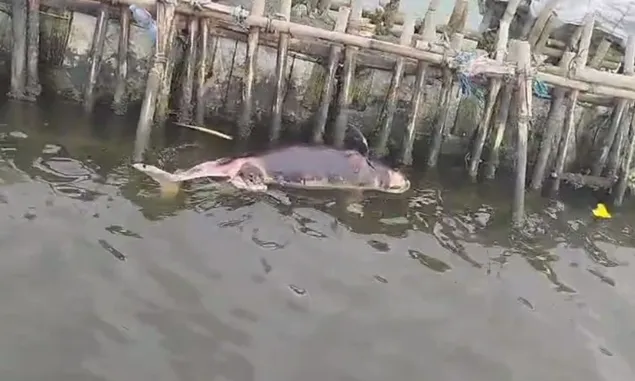 VIRAL! Lumba-Lumba Mati Tersangkut Pagar Laut Tarumajaya, Nelayan Berikan Penjelasan