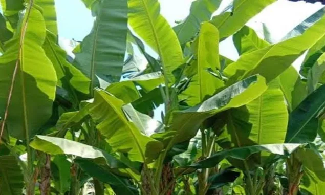 Khasiat Luar Biasa Daun Pisang: Warisan Alami Serbaguna 