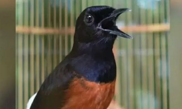 6 Tips Jitu  Merawat Burung Murai Batu, Anda Ingin Juara dalam Kontes, Hanya Ada di Sini