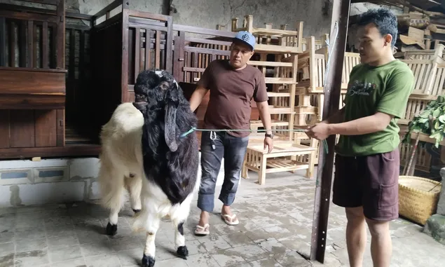 Kambing Peranakan Etawa Premium di Tegal, Harga Jual Bisa Capai Rp50 Juta