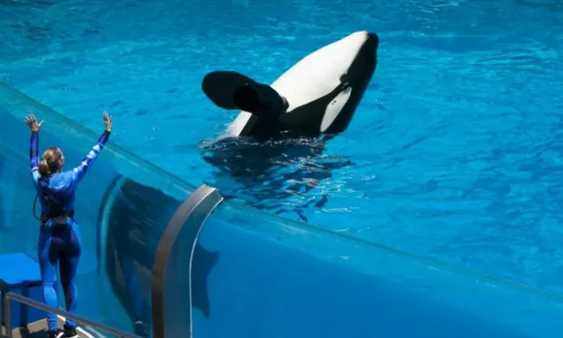 VIRAL! Pelatih Orca Jessica Radcliffe 'Ditelan'?! Cek Kebenaran di Balik Klaim Menggemparkan Ini