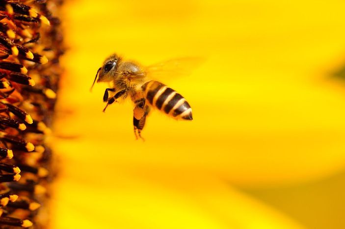 Perubahan Iklim, Benarkah Lebah Terancam Punah?