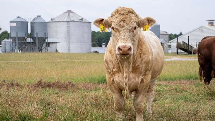 PM Selandia Baru soal Usulan Pajak Sendawa dan Kentut Sapi: Ini Adalah Langkah Maju